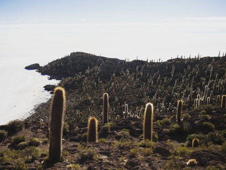 Panorama view of isolated cactus island Incahuasi Inkawasi on white salt flat lake Salar de Uyuni in...