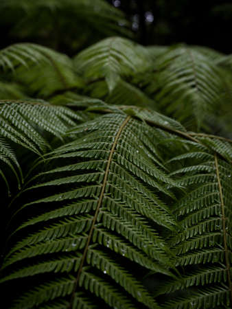 Aerial nature landscape sunset panorama at idyllic remote Whatipu beach Waitakere Ranges West Auckland, North Island New Zealandの写真素材