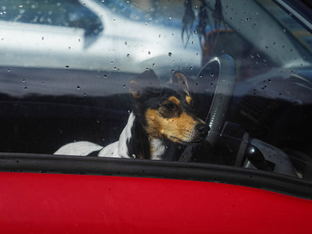 Ratonero Bodeguero Andaluz Terrier dog sitting on passenger seat behind red car window with rain drops looking outside patiently waiting for owner in New Zealandの写真素材