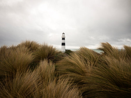 Tussock grass landscape panorama view of black and white Cape Campbell lighthouse on pacific ocean...