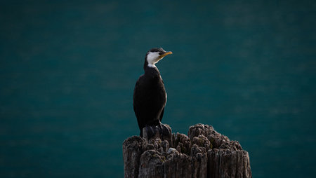 Close up view of black and white australian pied shag cormorant bird standing on wooden tree stump at Fortune Bobs Cove, Mount Creighton Queenstown Lake Wakatipu Otago South Island New Zealandの写真素材