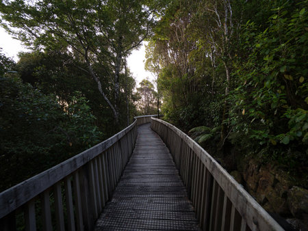 Wooden treetop path walkway leading through lush thick green bush forest vegetation at Denniston...