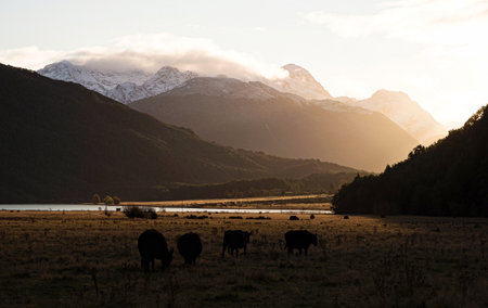 Cattle cow on meadow infront of snow capped Southern Alps mountain layer silhouette during soft light sunset, Diamond Lake Mount Earnslaw Otago South Island New Zealandの写真素材