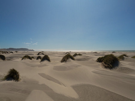 Grass covered sand dunes wild nature landscape at Farewell Spit pacific ocean beach in Golden Bay Tasman South Island New Zealandの写真素材