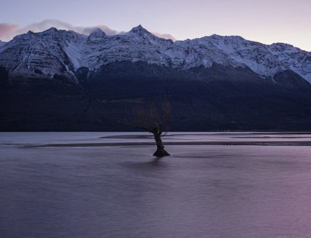 Bare willow tree That Glenorchy Tree in Lake Wakatipu water near Glenorchy in front of massive white snow capped Southern Alps mountain range Otago South Island New Zealandの写真素材