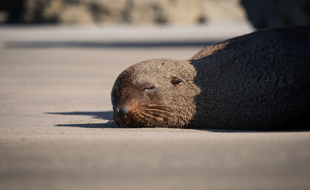 Close up view of a wet New Zealand fur seal sea lion covered in sand resting on Farewell Spit beach in Golden Bay Tasman South Island New Zealandの写真素材