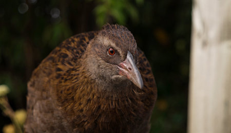 Closeup detailed headshot portrait of a Weka bird Maori hen woodhen rail Gallirallus australis flightless bird endemic to New Zealand with long beakの写真素材