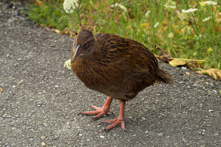 Full body image of a Weka bird Maori hen woodhen rail Gallirallus australis flightless bird endemic...