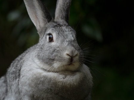 Detailed closeup headshot portrait of a tame wild rabbit hare bunny with grey fur