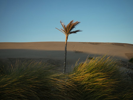 One single lone isolated palm tree standing on a desert dune sand hill, nature landscape near Kaihoka Lakes Tasman South Island New Zealandの写真素材