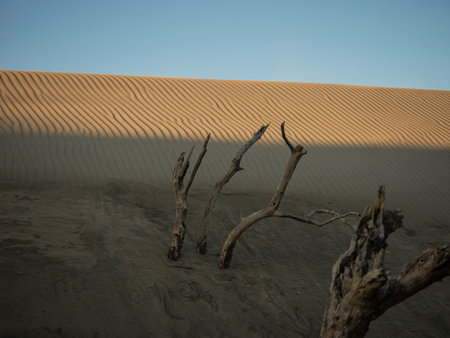 Bare tree branches on a desert dune sand hill, nature landscape near Kaihoka Lakes Tasman South Island New Zealandの写真素材