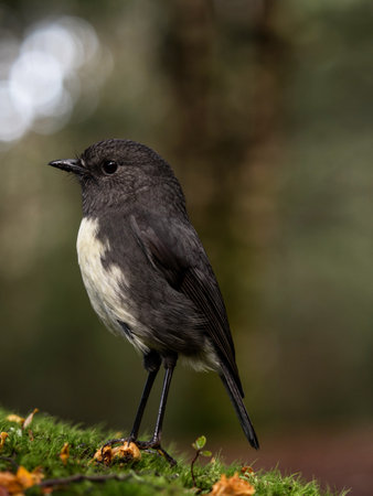 A small cute tiny dark black South Island Robin Petroica Australis Toutouwai Kakaruwai with white...