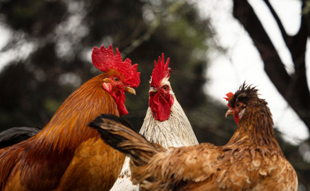 Closeup detailed headshot portrait of a flock of wet chicken hens with white and orange brown feathers and red comb on top of the head standing in the rainの写真素材