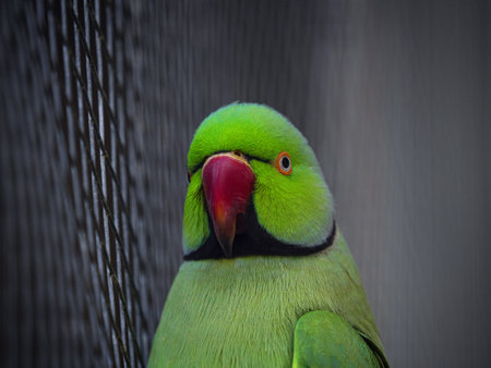 A detailed closeup portrait headshot of a green rose-ringed parakeet ringneck parrot Psittacula...