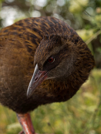 Closeup detailed headshot portrait of a Weka bird Maori hen woodhen rail Gallirallus australis flightless bird endemic to New Zealand with long beakの写真素材