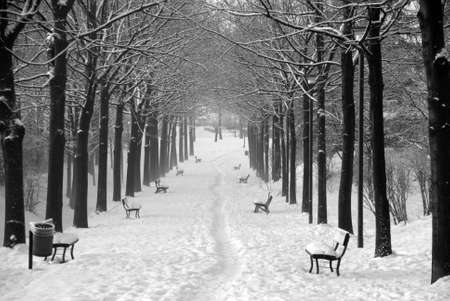 Garden lane with three covered with snow slightly foggy in black and whiteの写真素材