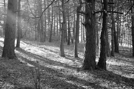 Pine forest in autumn, enlightened by sunsetの写真素材