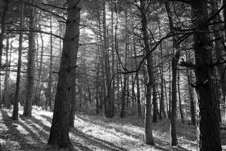 Pine forest in autumn, enlightened by sunsetの写真素材