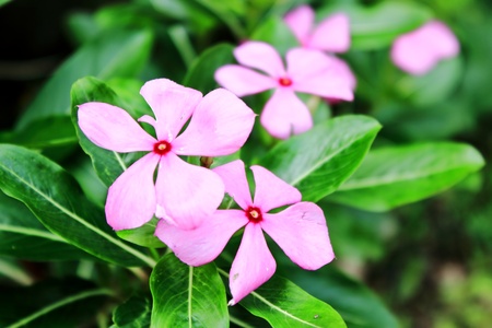 Wild flower,Poeongpoyiの写真素材