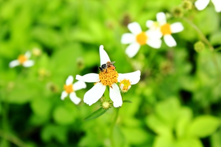Wild flowers