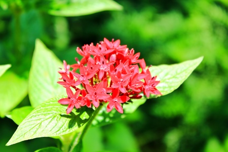 Wild flowersの写真素材