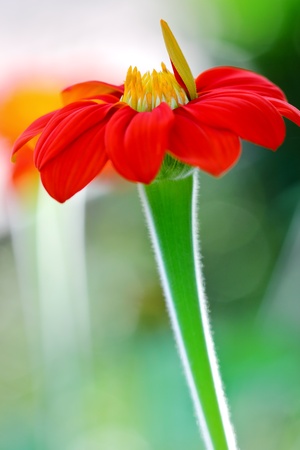 Spring daisy red flowerの写真素材