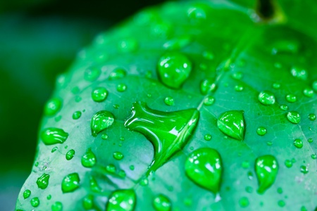 Water drops on a green grassの写真素材