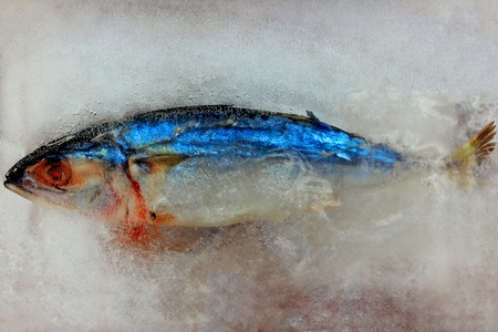 Fish in the iceの写真素材
