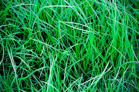 The soft green grass in the garden