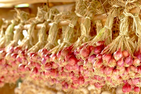Garlic and onions for storage in a dry and cleanの写真素材