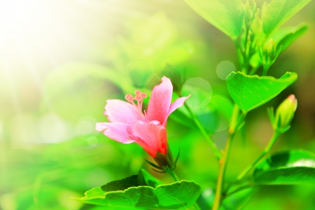 Hibiscus flowers with lighting backgroundの写真素材