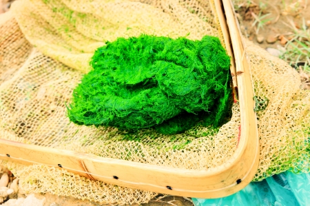 Freshwater algae. And cookingの写真素材