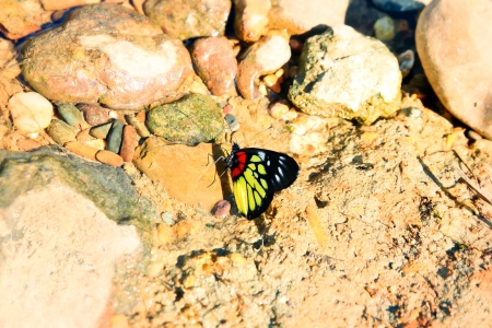 Beautiful butterfly on stone backgroundの写真素材