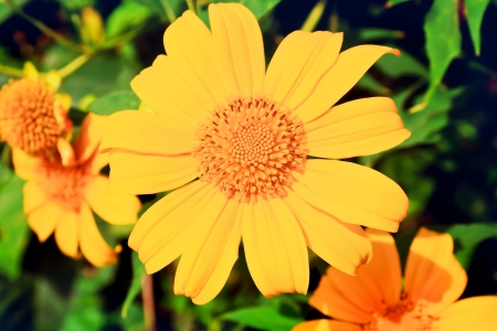 Closeup bua tong flowers backgroundの写真素材