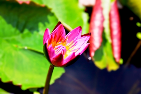 beautiful purple water lily on green backgroundの写真素材