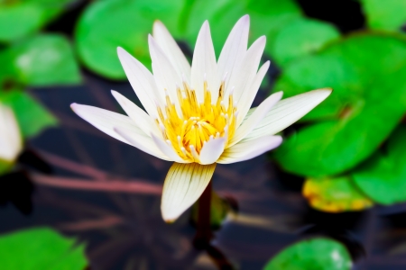 Beautiful small white lotusの写真素材