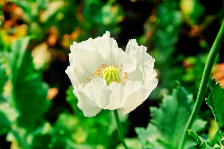 Beautiful white opium flower nature backgroundの写真素材