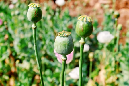 green opium seed flower backgroundの写真素材