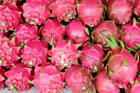 Dragon fruits in a row nature backgroundの写真素材