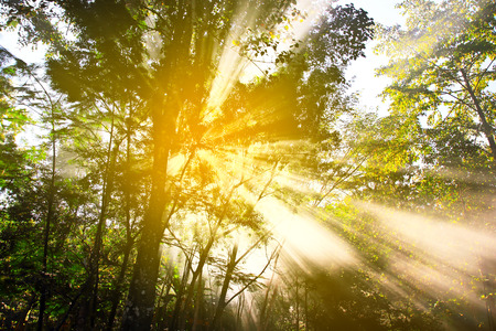 Beautiful sunrise in cloud forest,nature backgroundの写真素材