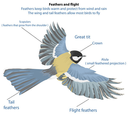 Feathers and flight,birds fly on a white backgroundのイラスト素材