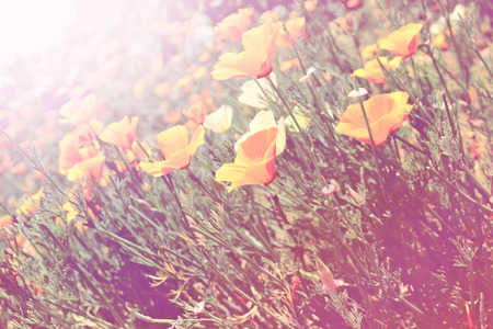 Beautiful flower garden nature backgroundの写真素材