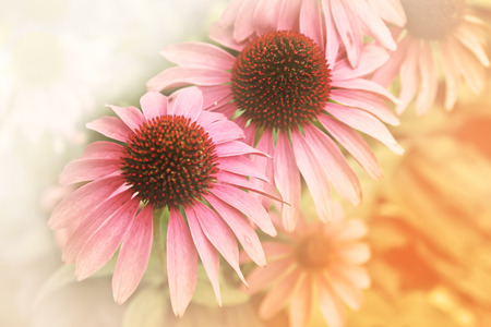 Beautiful glittering sunflower wallpaper backgroundの写真素材