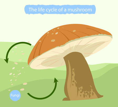 The life cycle of a mushroom,nature backgroundのイラスト素材