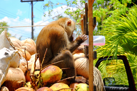 Monkey drinking water with a coconut on the carの写真素材
