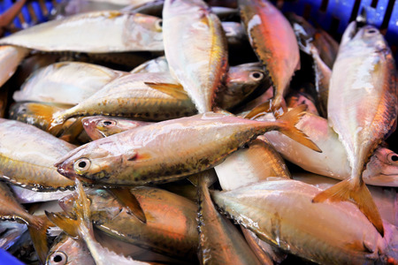 Close up fresh fish mackerel