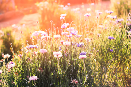 Beautiful wild flower scene with sun lighting on filter backgroundの写真素材
