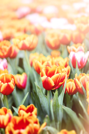 Shot of yellow tulip flowers scene in the park nature backgroundの写真素材