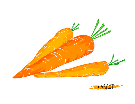 Carrots vegetable vector nature on a white backgroundのイラスト素材