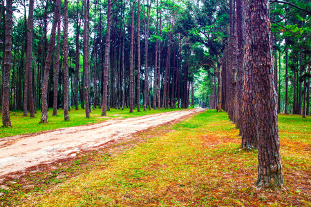Beautiful view pathway in pine forest scene nature landscape backgroundの写真素材
